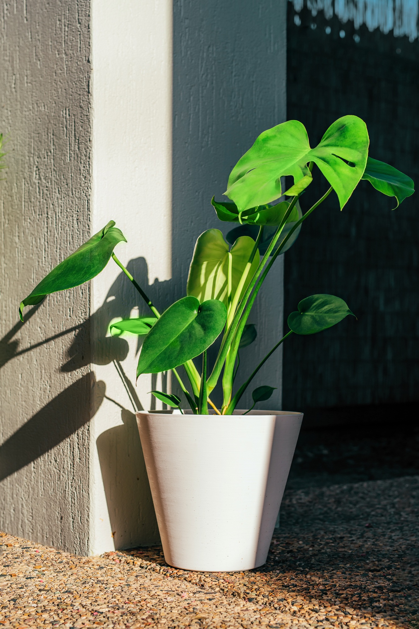 Young monstera plant in white pot in the garden with sunlight and shadow.